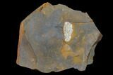 Paleocene Fossil Seed Pod - North Dakota #133036-1